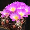 Mammillaria_luethyi